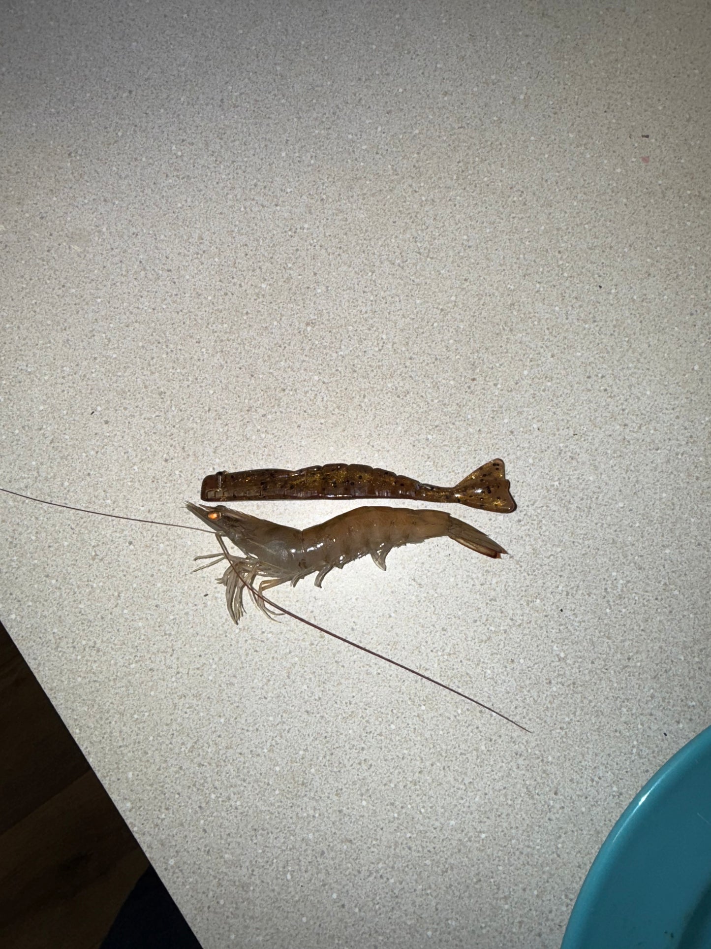 Shrimp